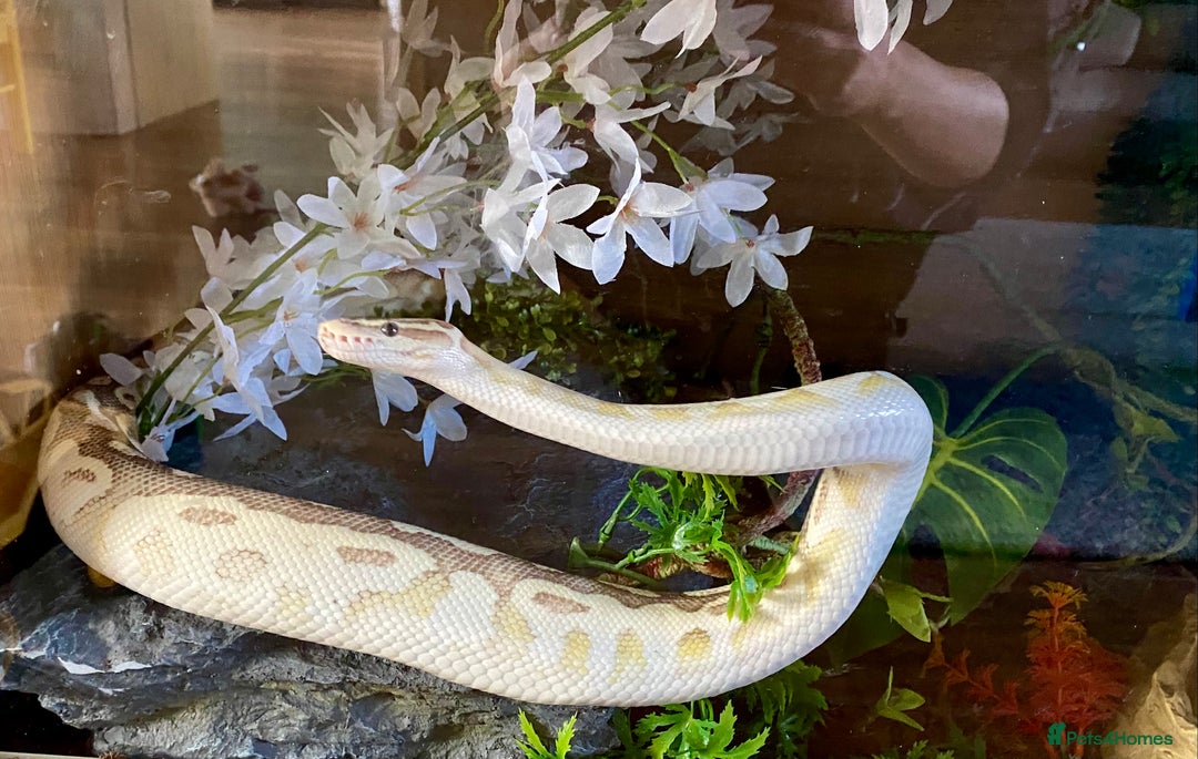 Python Snake reptiles for sale: Royal pythons looking for new homes  - Advert 14