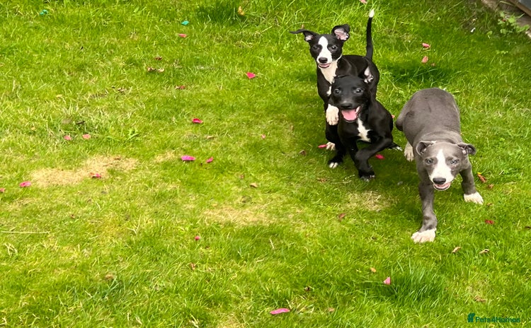 Mixed Breed dogs - Advert 2