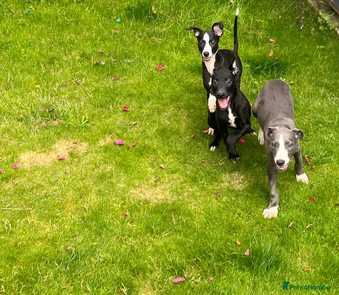 Mixed Breed dogs for sale: Collie saluki whippet puppies  - Image 3