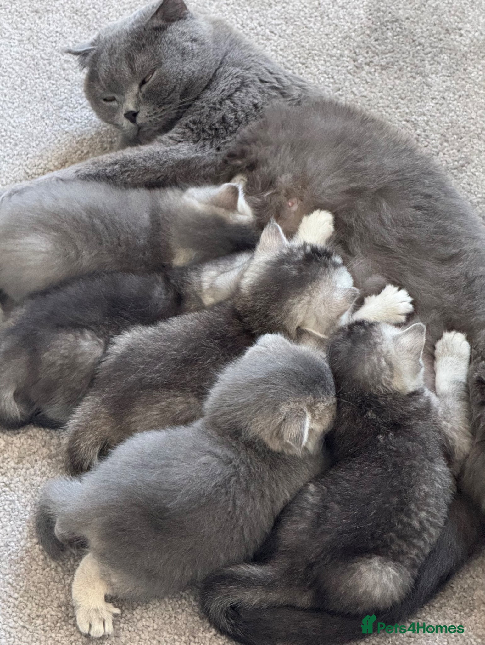 Scottish Fold cats Lovely kittens looking for new family. - Advert 1