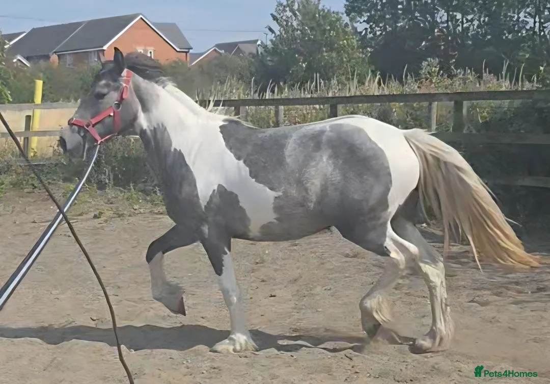 Other Breed horses for sale: Stunning blue and white filly  - Advert 2