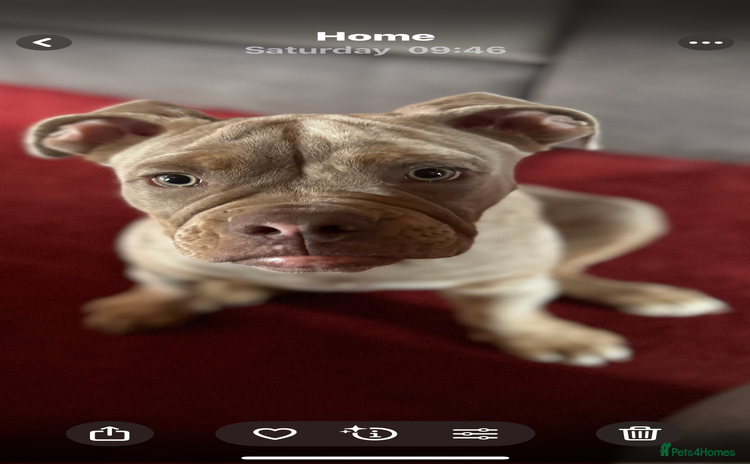 Olde English Bulldogge dogs - Advert 1