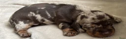 Miniature Dachshund dogs for sale: ✨ Beautiful Litter of Miniature Dachshunds ✨ - Advert 11