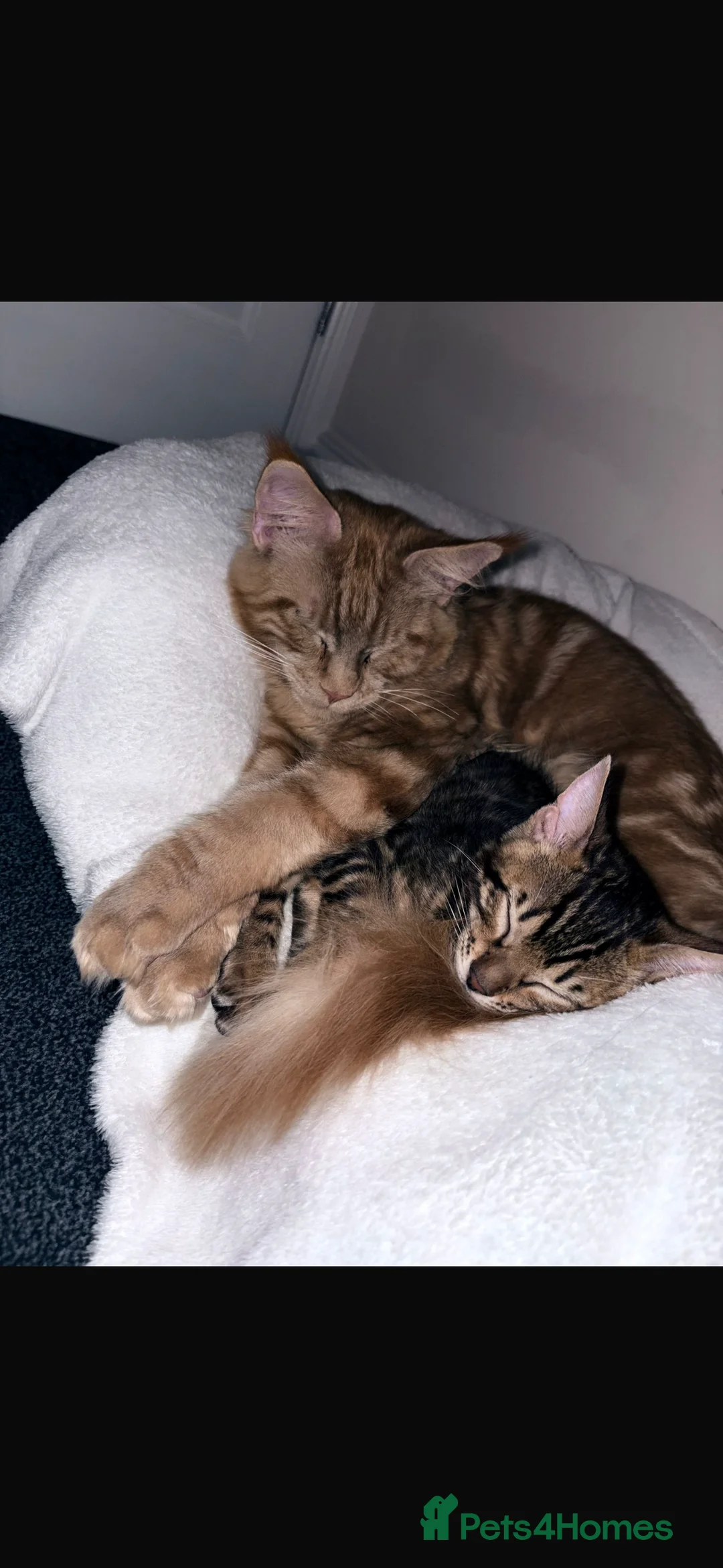 Bengal cats for sale: Beautiful little Bengal girl 🤎 - Advert 6