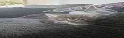 Mixed Breed cats for sale: Nameless - Advert 3