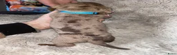 Dachshund dogs for sale: Dachshund puppies  - Advert 3