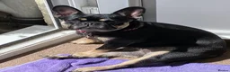 Frug dogs for sale: Female Frug - Advert 8
