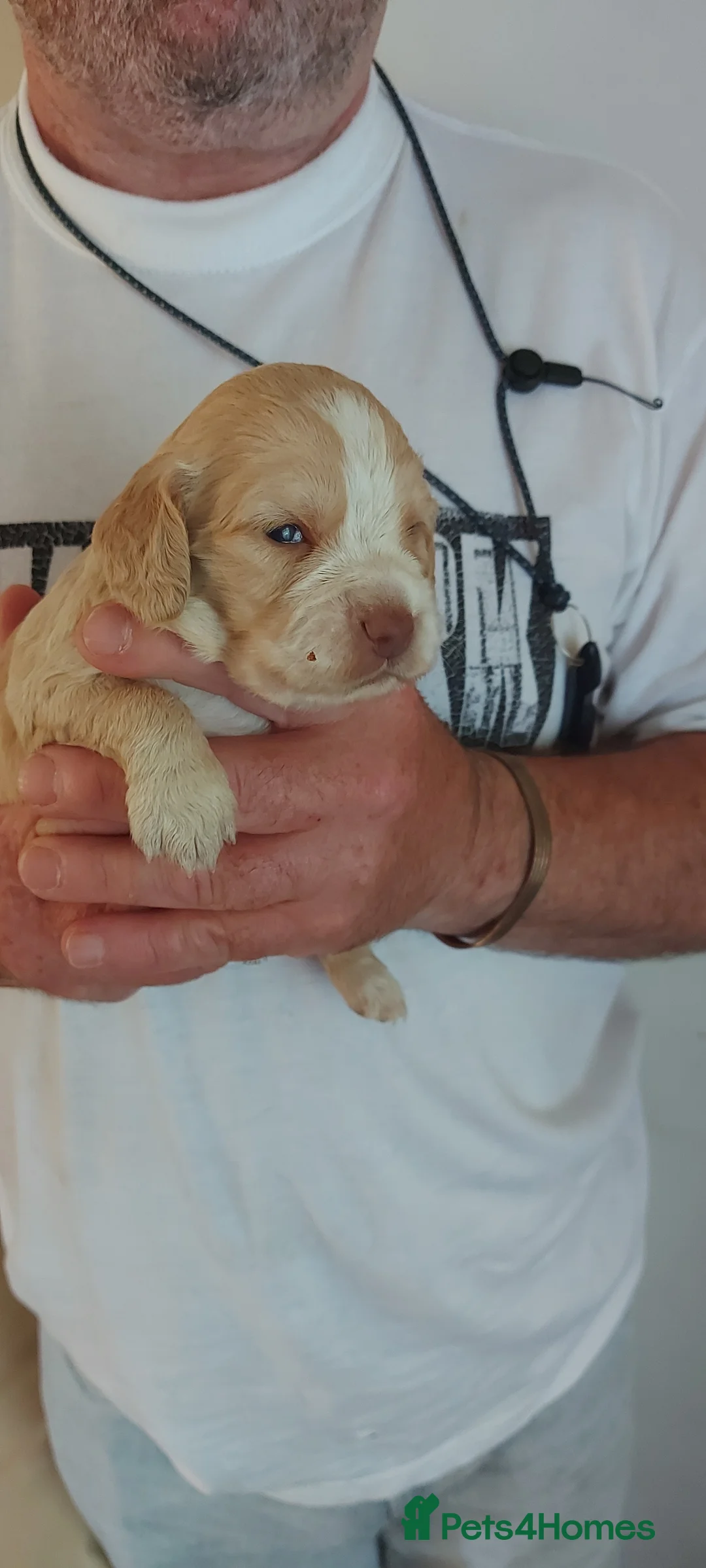 Cocker Spaniel dogs for sale: Puppies For Sale in Kettering - Advert 2