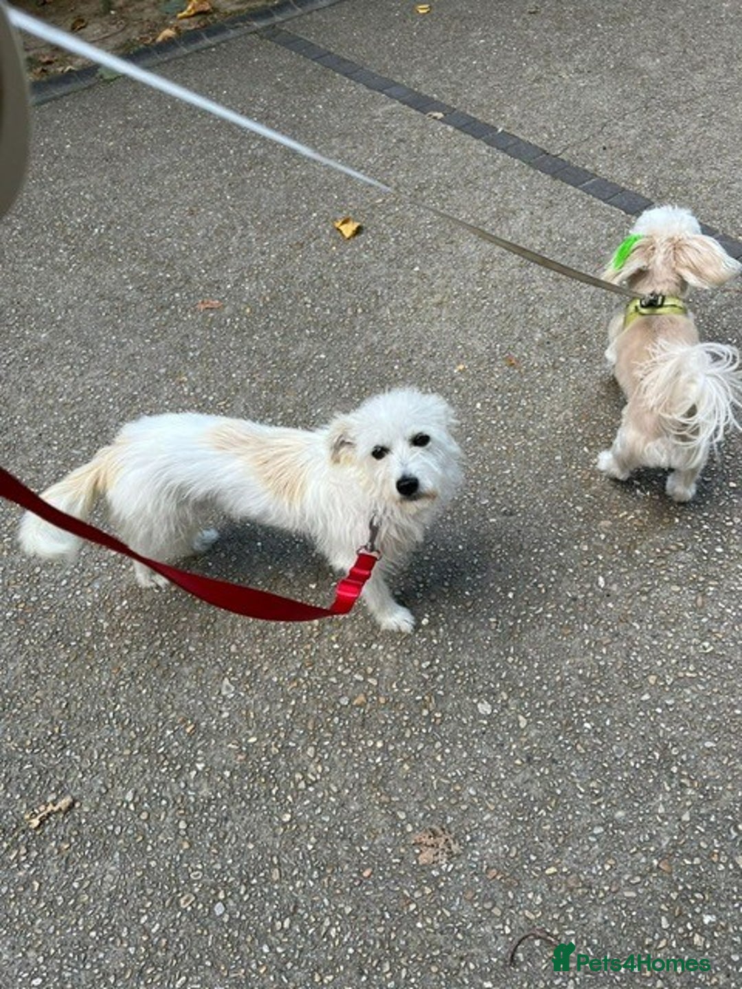 Cairn Terrier dogs for sale: Libby - A Gentle Rescue Terrier Mix 💕 - Image 3