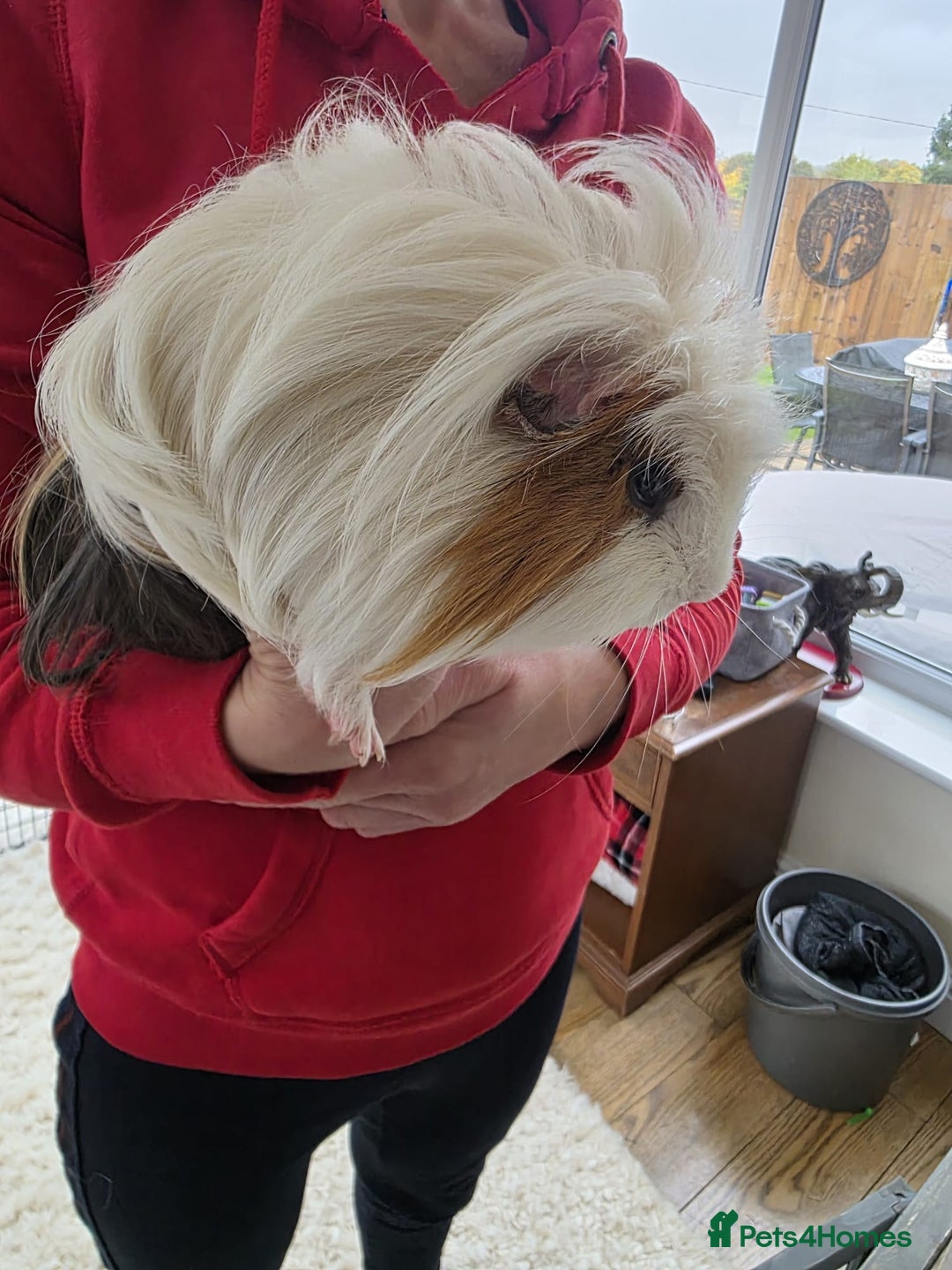 Guinea Pig rodents for sale: Male guinea pigs  - Image 3