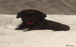 Shihpoo dogs for sale: 💕Stunning Rare F1 Merle Shoodles/Shihpoos💕 - Image 6
