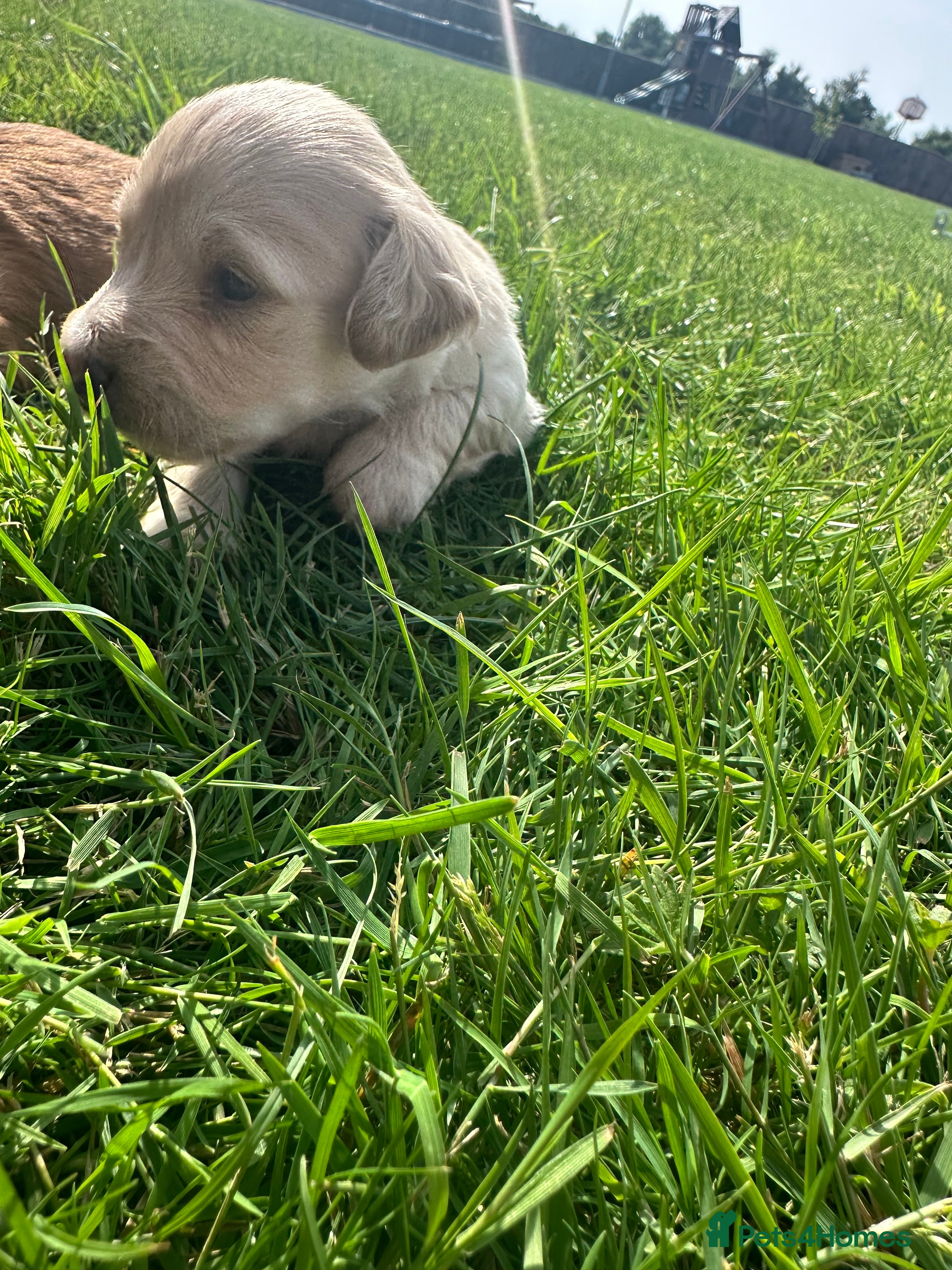 Dachshund dogs KC REG long haired miniature dachshund - Advert 2