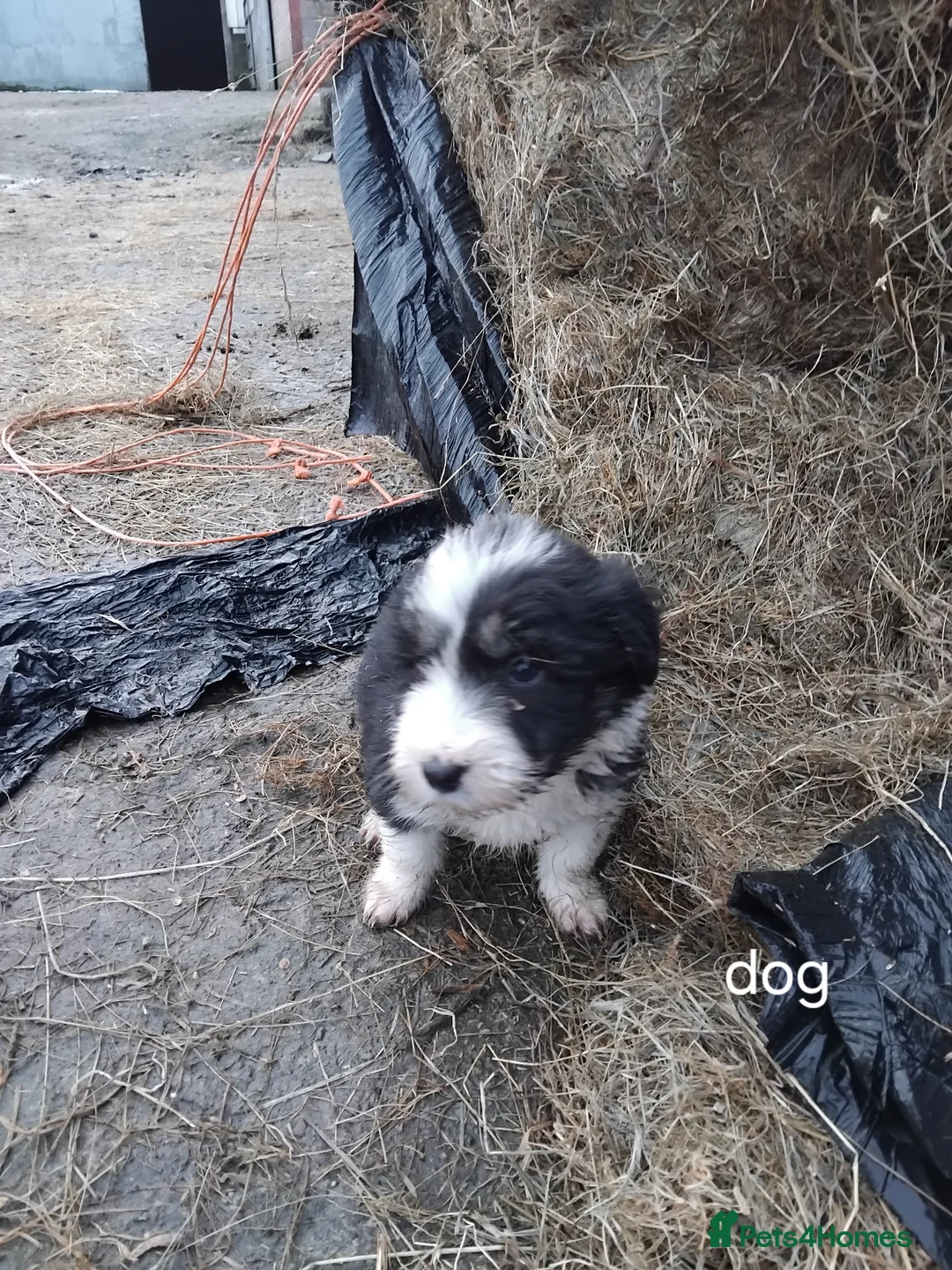 Bearded Collie dogs for sale: Beautiful bearded collie pups - Advert 6
