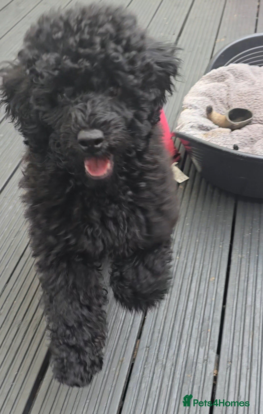Miniature Poodle dogs for sale: 💚Exquisite black KC reg miniature poodle black in Chelmsford - Image 7
