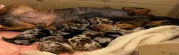 Miniature Dachshund dogs for sale: Beautiful dapple pups  - Advert 5