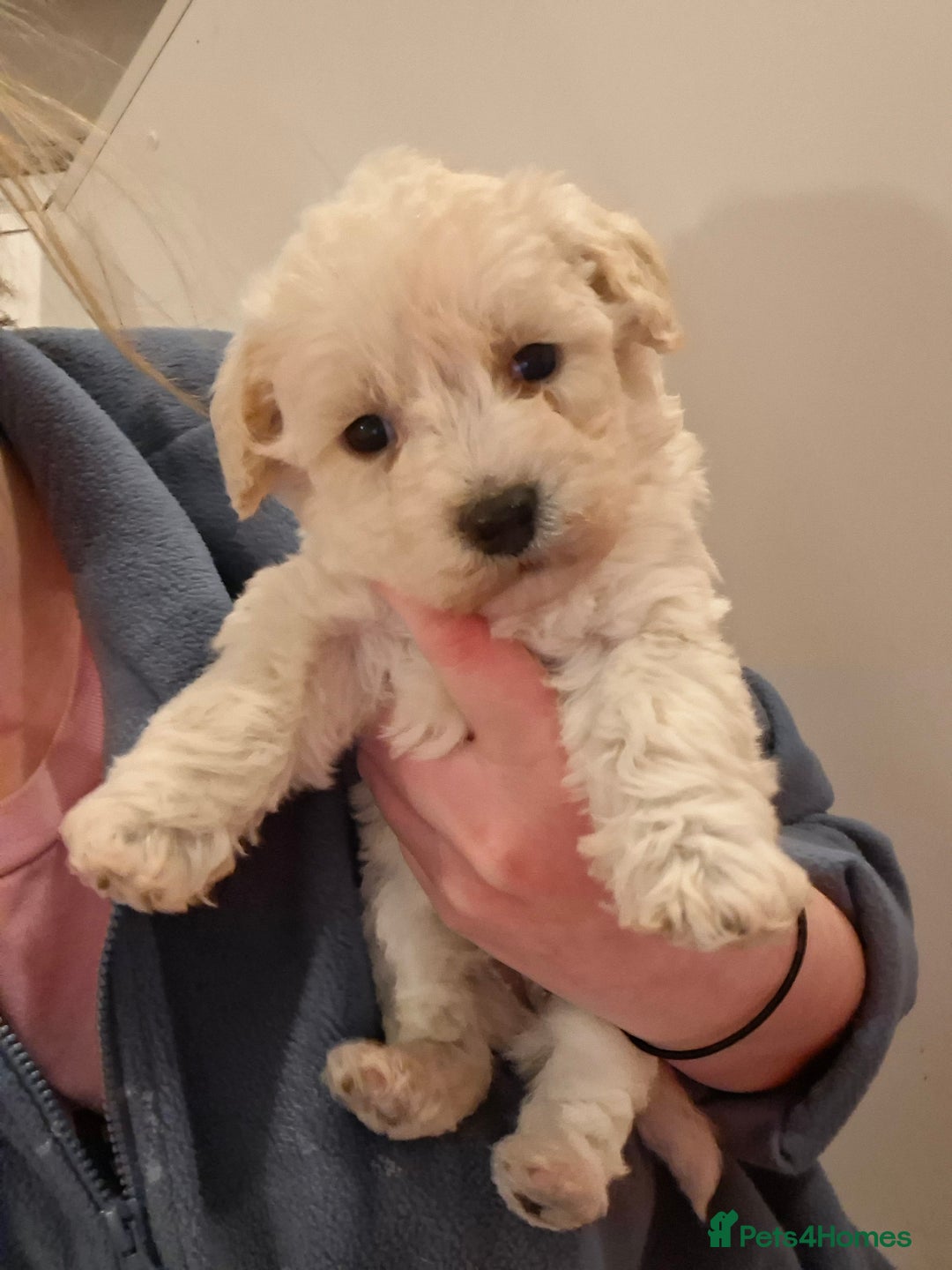 Poochon dogs for sale: Beautiful mini poodle x bichon frise puppies - Advert 6