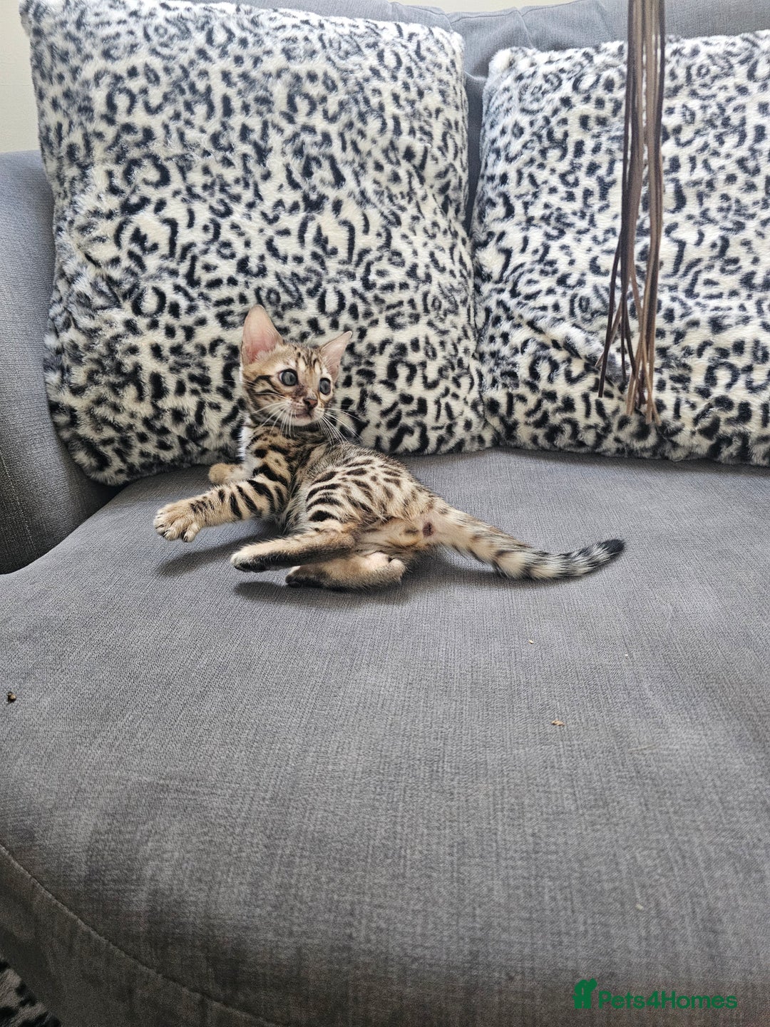 Bengal cats for sale: Outstanding kittens from Show parents. - Advert 12