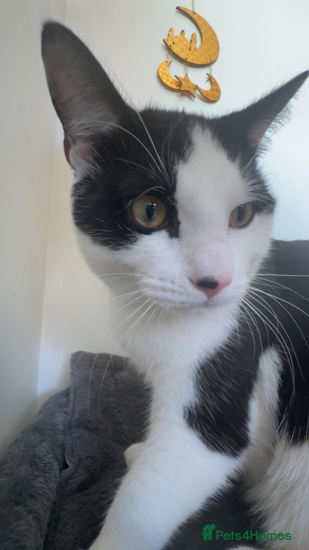 Mixed Breed cats for sale: Sonbul - Image 4