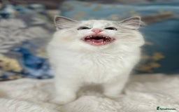 Ragdoll cats for sale: Beautiful Bicolour Ragdoll Kittens Home Raised, in Castleford - Image 18