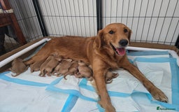 Golden Retriever dogs for sale: Golden retriver puppies (2 girls reserved) - Advert 1