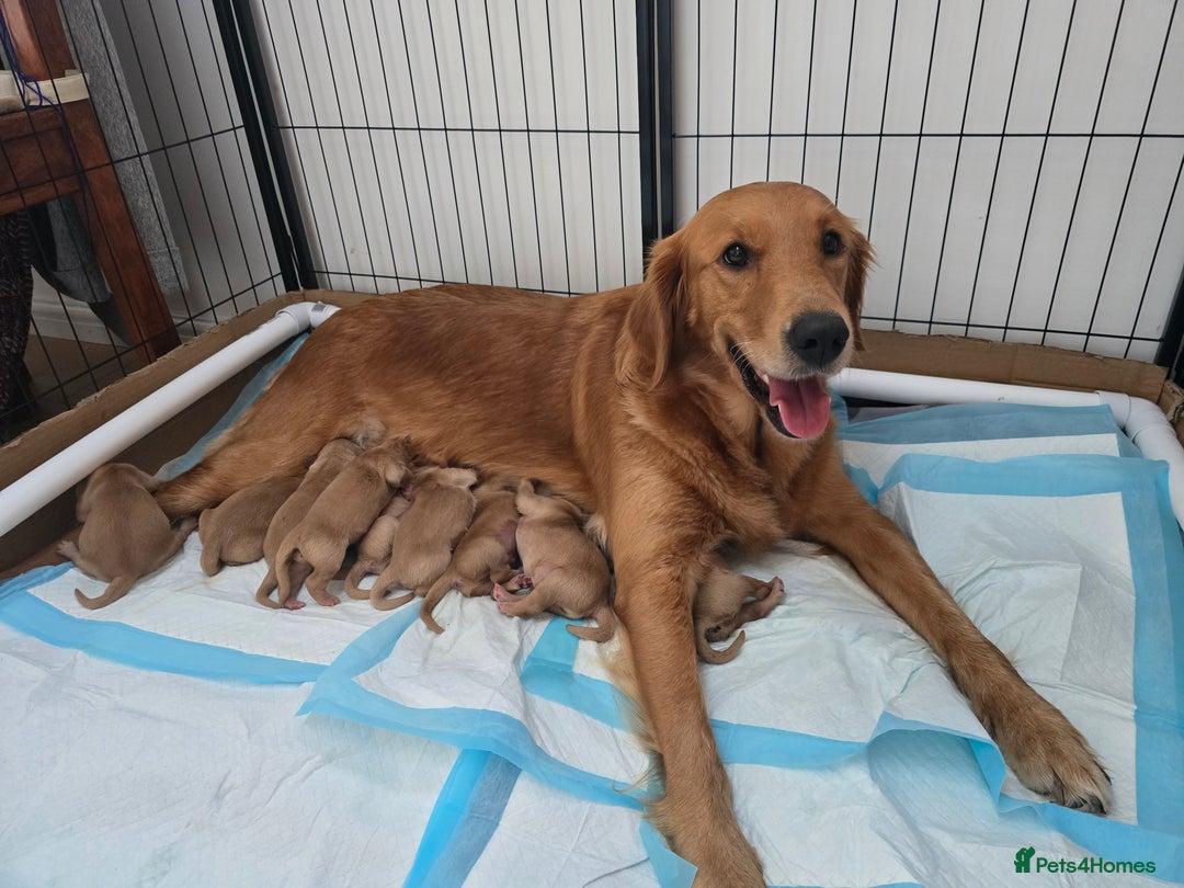 Golden Retriever dogs for sale: Golden retriver puppies (2 girls reserved) - Advert 1