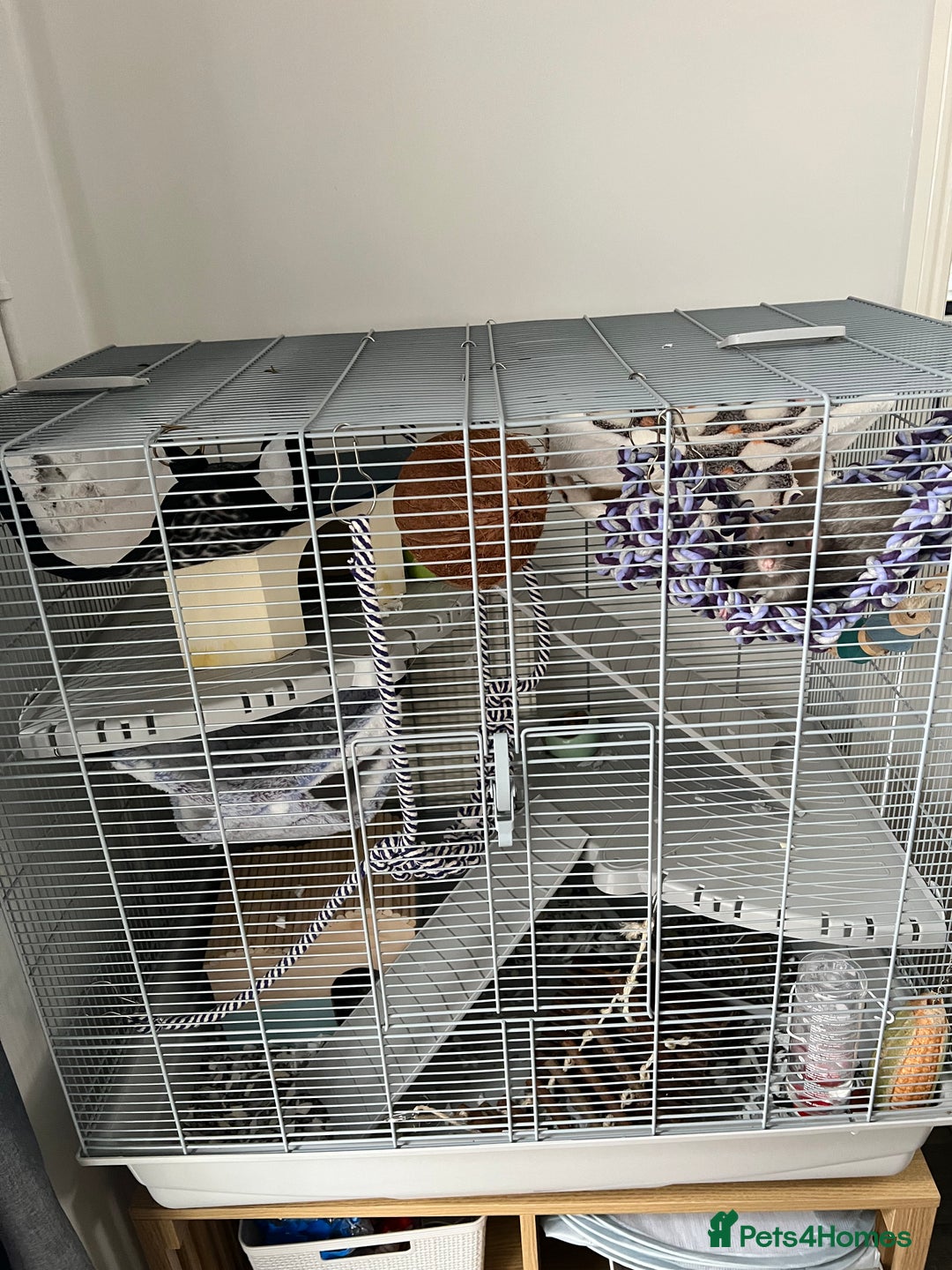 Rat rodents for sale: 2 x male dumbo rats  - Advert 2