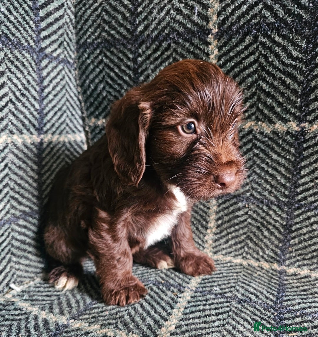 Cockapoo dogs for sale: Cockerapoo puppies F1 - Advert 3