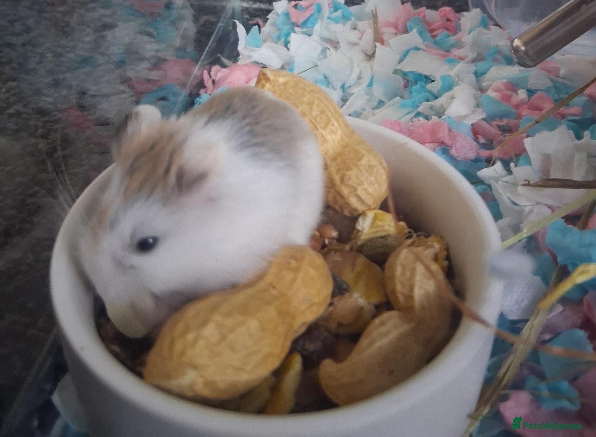 Hamster rodents 4week old male dwarf robo hamster - Advert 4