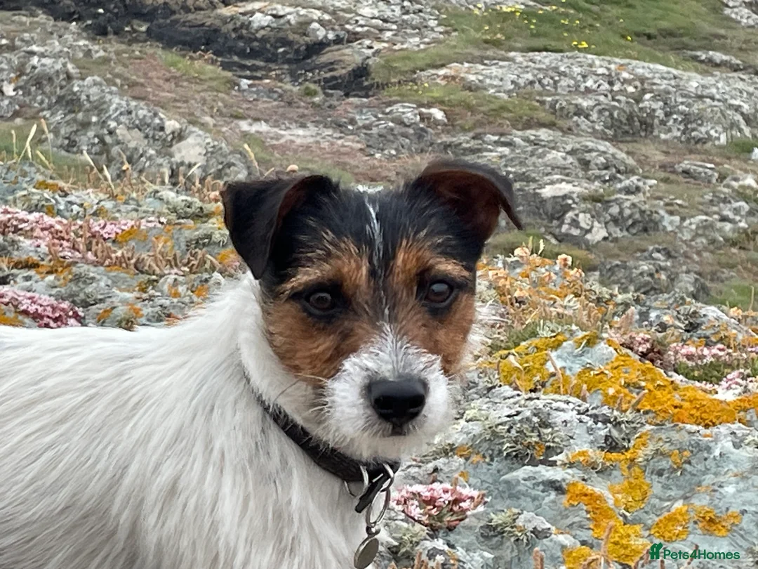 Jack Russell dogs for stud: Jack Russell available for stud in Shrewsbury - Advert 4