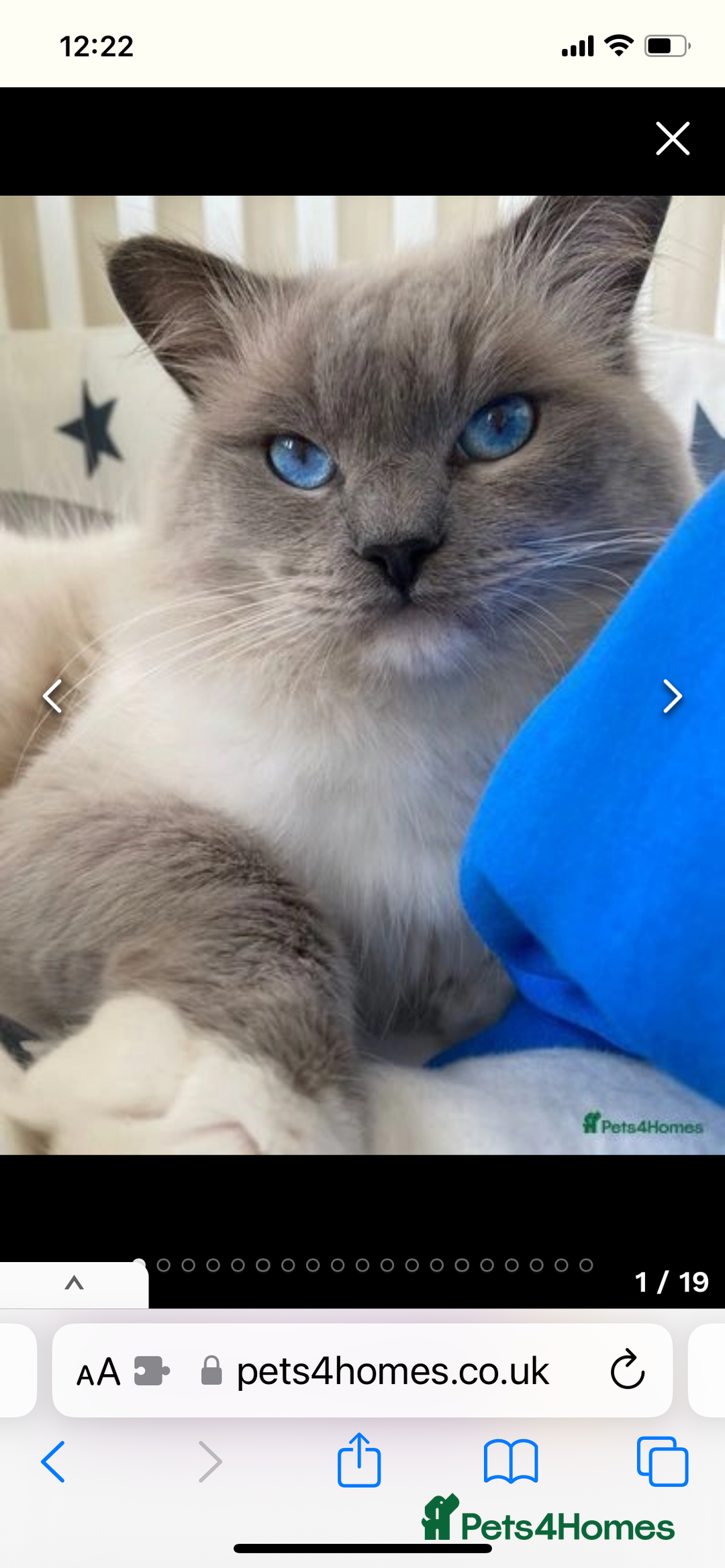 Ragdoll cats for sale: Beautiful Ragdoll kittens rare blue colour - Advert 10