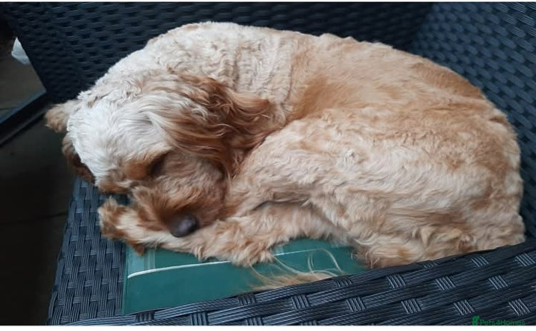 Cockapoo dogs Stunning litter of cockapoos  - Advert 2