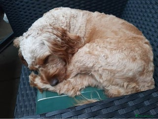 Cockapoo dogs Stunning litter of cockapoos - Advert 1