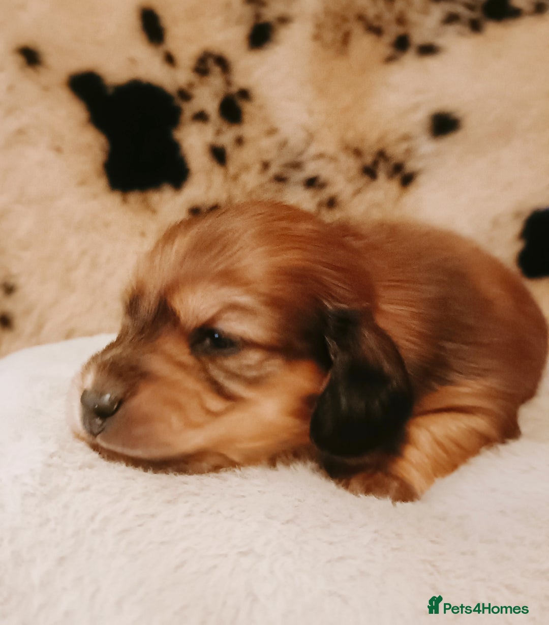 Miniature Dachshund dogs for sale: Remarkable mini Longcoat dachshund ETHICAL BREEDER - Advert 13
