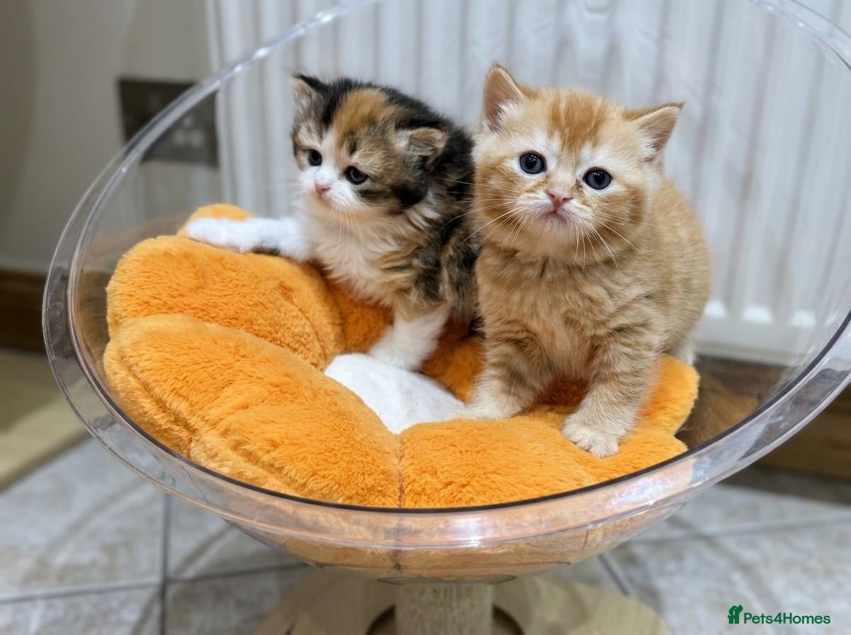 British Shorthair cats for sale: Beautiful British Shorthair & Longhair Kittens - Advert 1