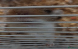 Gerbil rodents for sale: MALE GERBIL WITH CAGE - Image 3