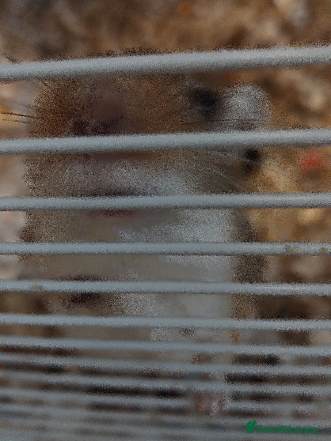 Gerbil rodents for sale: MALE GERBIL WITH CAGE - Image 3