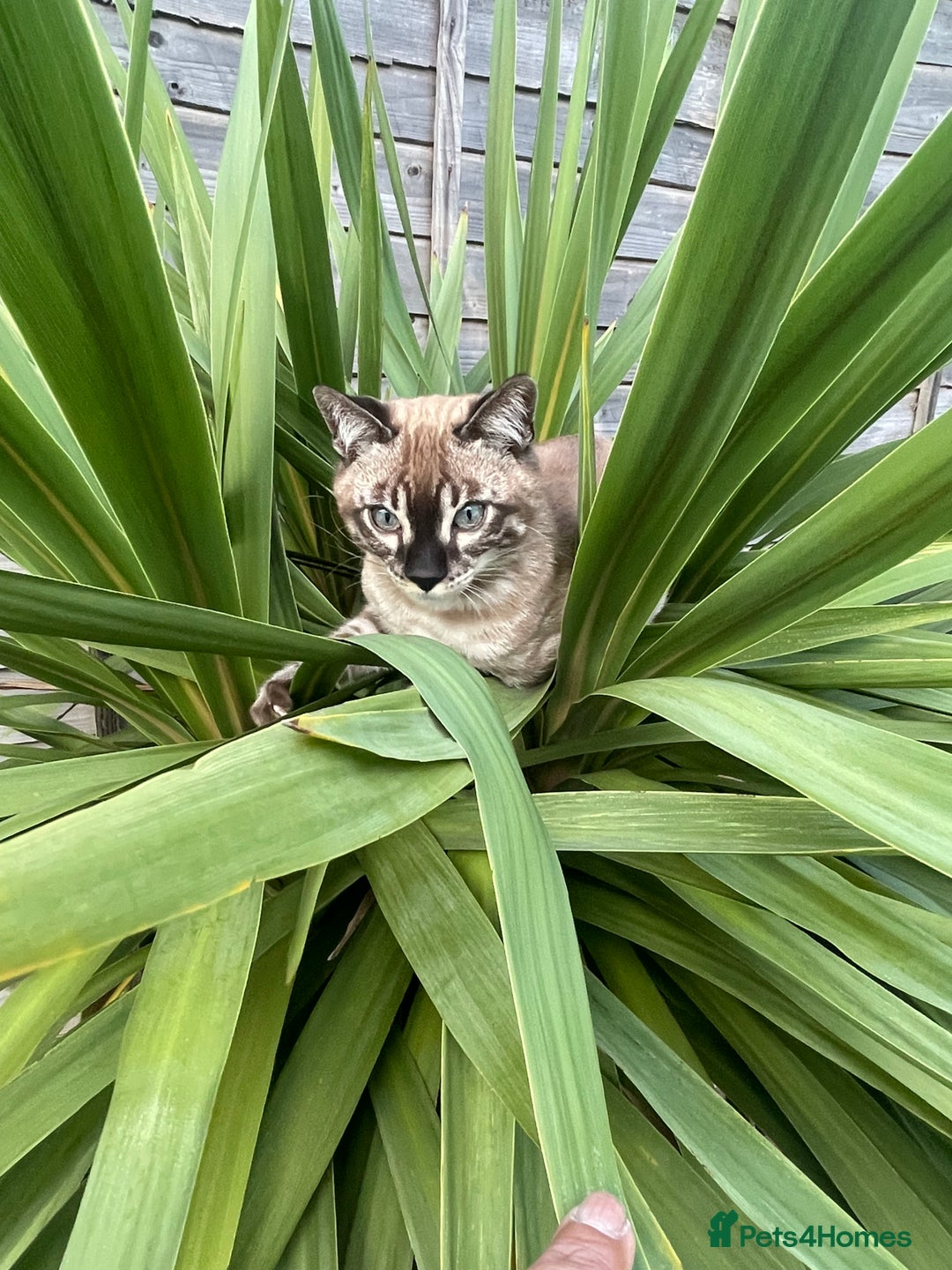 Bengal cats for sale: Sibling Bengals  - Image 19