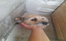 Mixed Breed dogs for adoption: Charlotte approx 6 yr old. Available for adoption. - Image 10