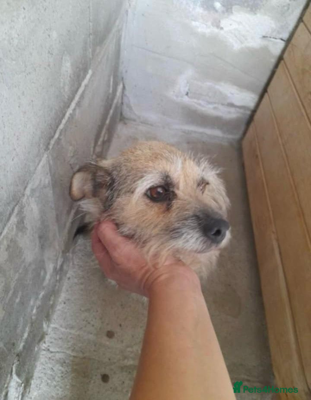 Mixed Breed dogs for adoption: Charlotte approx 6 yr old. Available for adoption. - Image 10