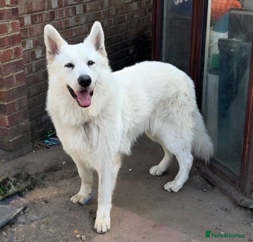 White Swiss Shepherd dogs Magnificent White Swiss Shepherd Male - Advert 3