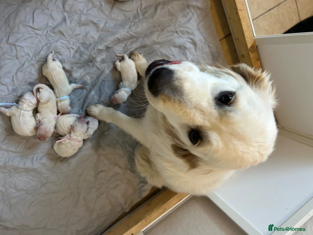 Golden Retriever dogs for sale: Beautiful golden retriever pups - Advert 5