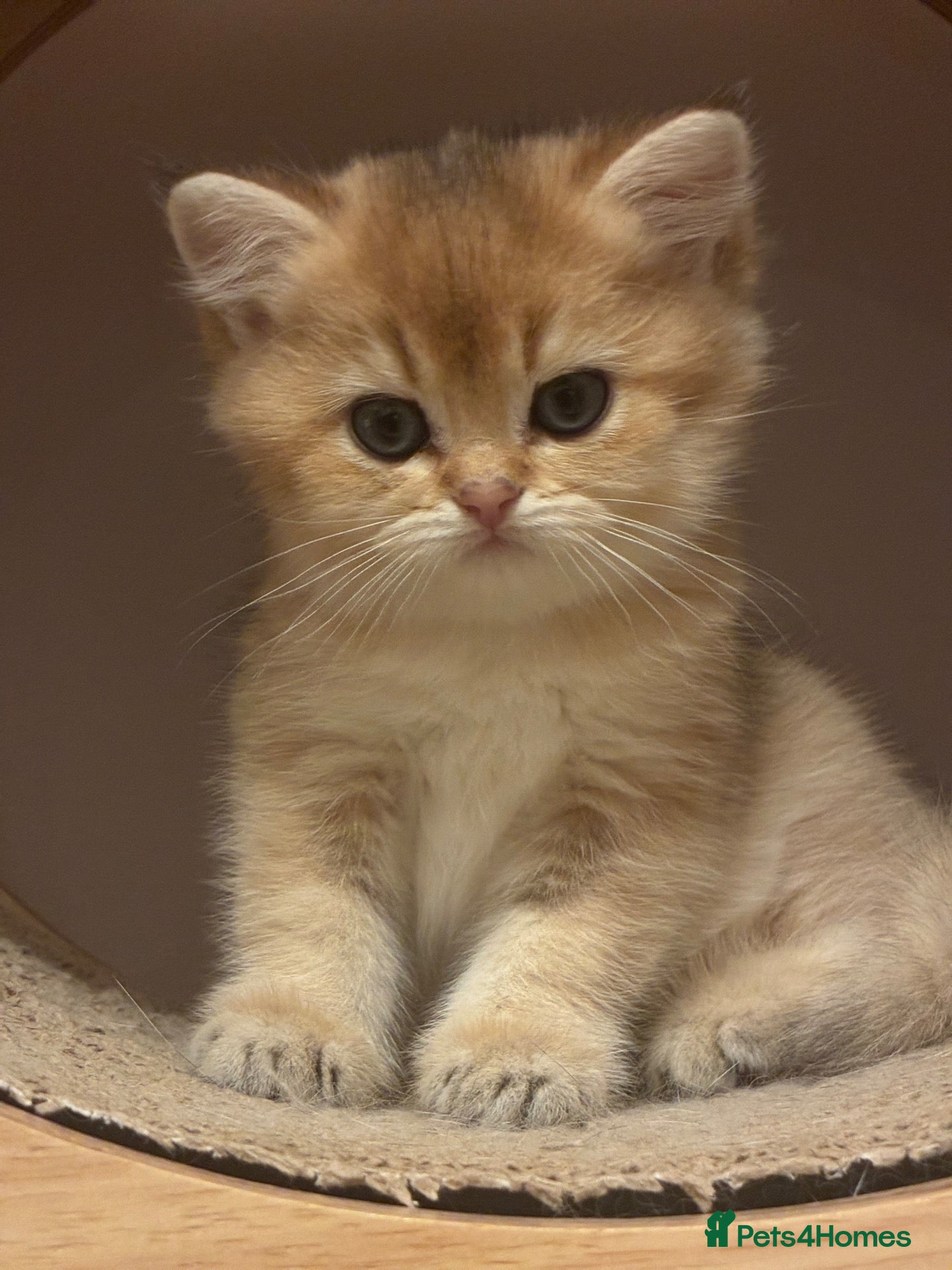British Shorthair cats Stunning British Golden Kittens For Sale - Advert 3