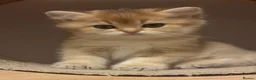British Shorthair cats for sale: Stunning British Golden Kittens For Sale - Advert 1
