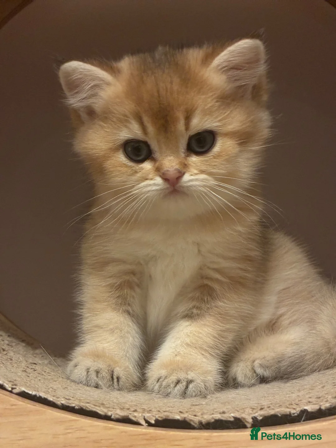 British Shorthair cats for sale: Stunning British Golden Kittens For Sale - Advert 1