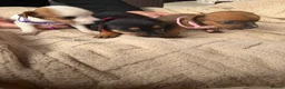 Jack Russell dogs for sale: stunning Jackrussel puppies - Advert 15