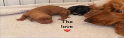 Cocker Spaniel dogs for sale: Cocker Spaniel puppies - Advert 2