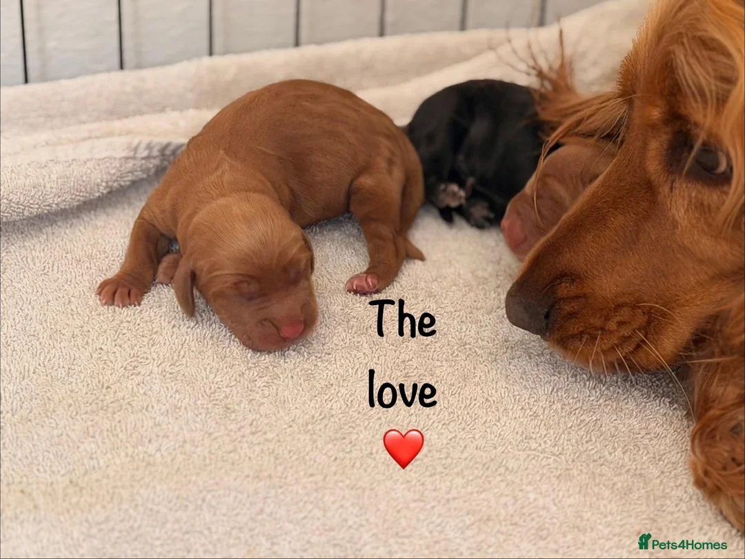 Cocker Spaniel dogs for sale: Cocker Spaniel puppies - Advert 2