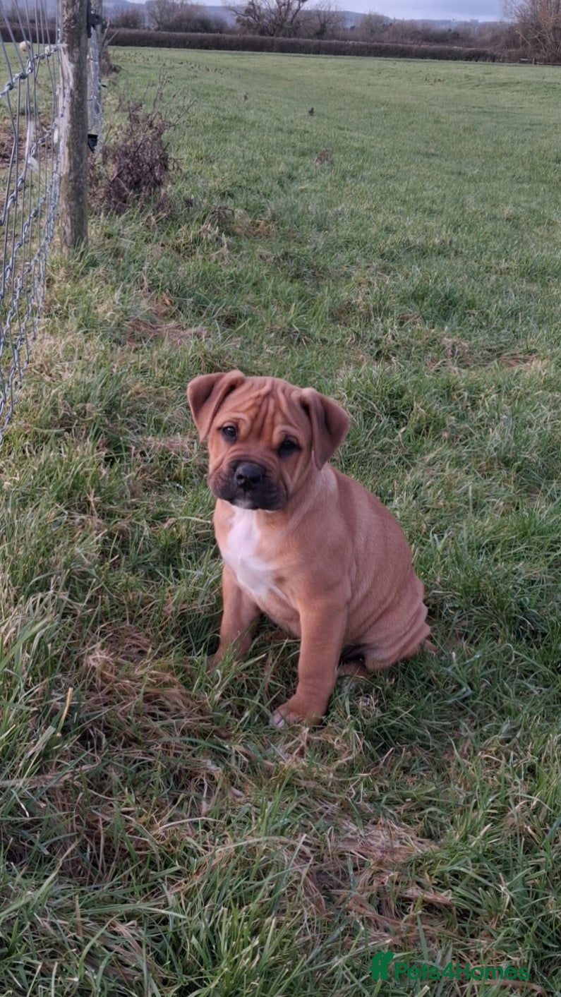 Mixed Breed dogs Beautiful pups, 2 little girls left  - Advert 14