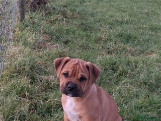 Mixed Breed dogs Beautiful pups, 2 little girls left - Advert 15