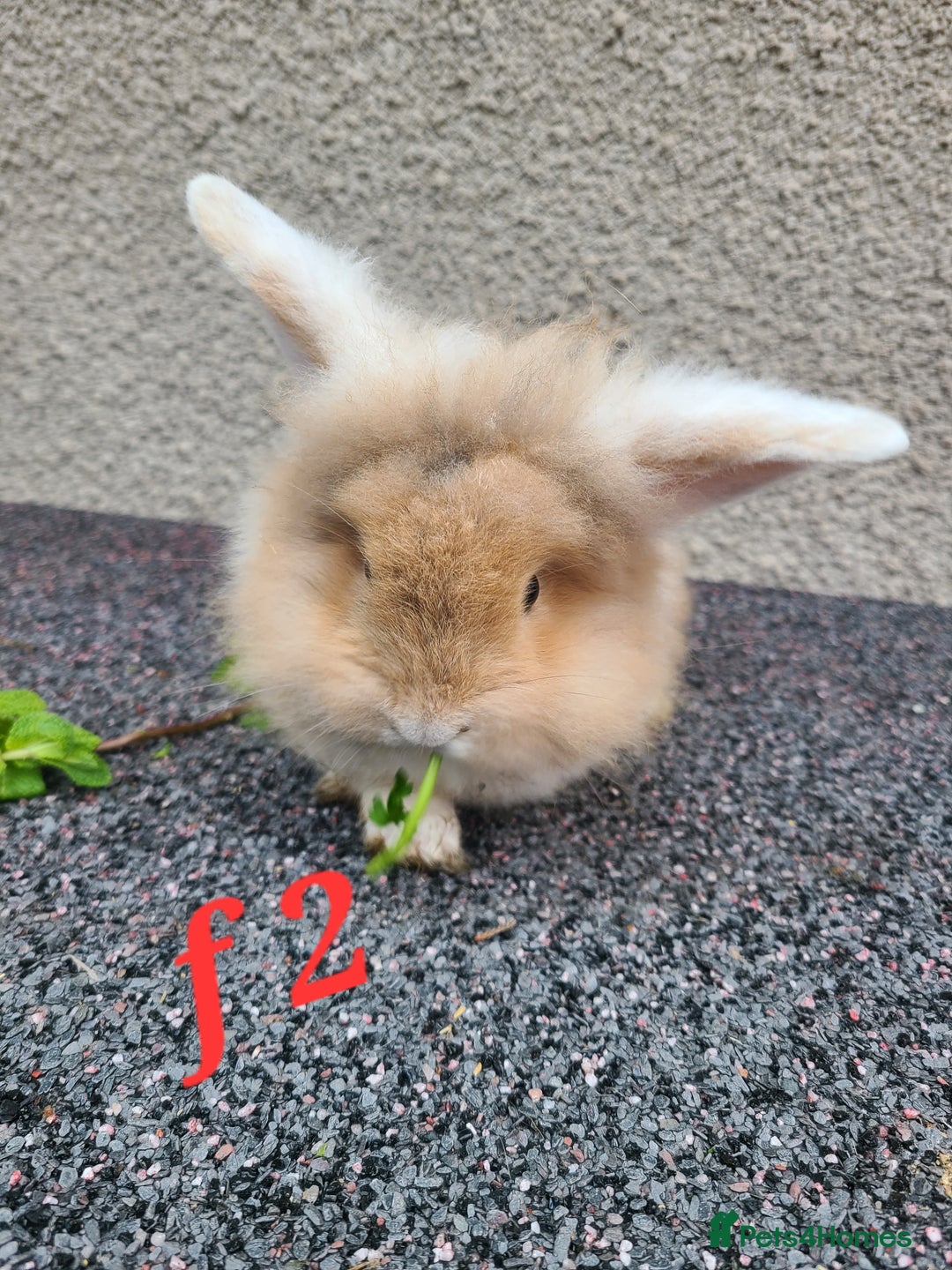 Mini Lion Lop rabbits for sale: Baby rabbits ready now males left - Advert 7